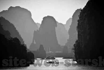 森林舞会网站下载-森林舞会，一场虚拟盛宴的下载之旅